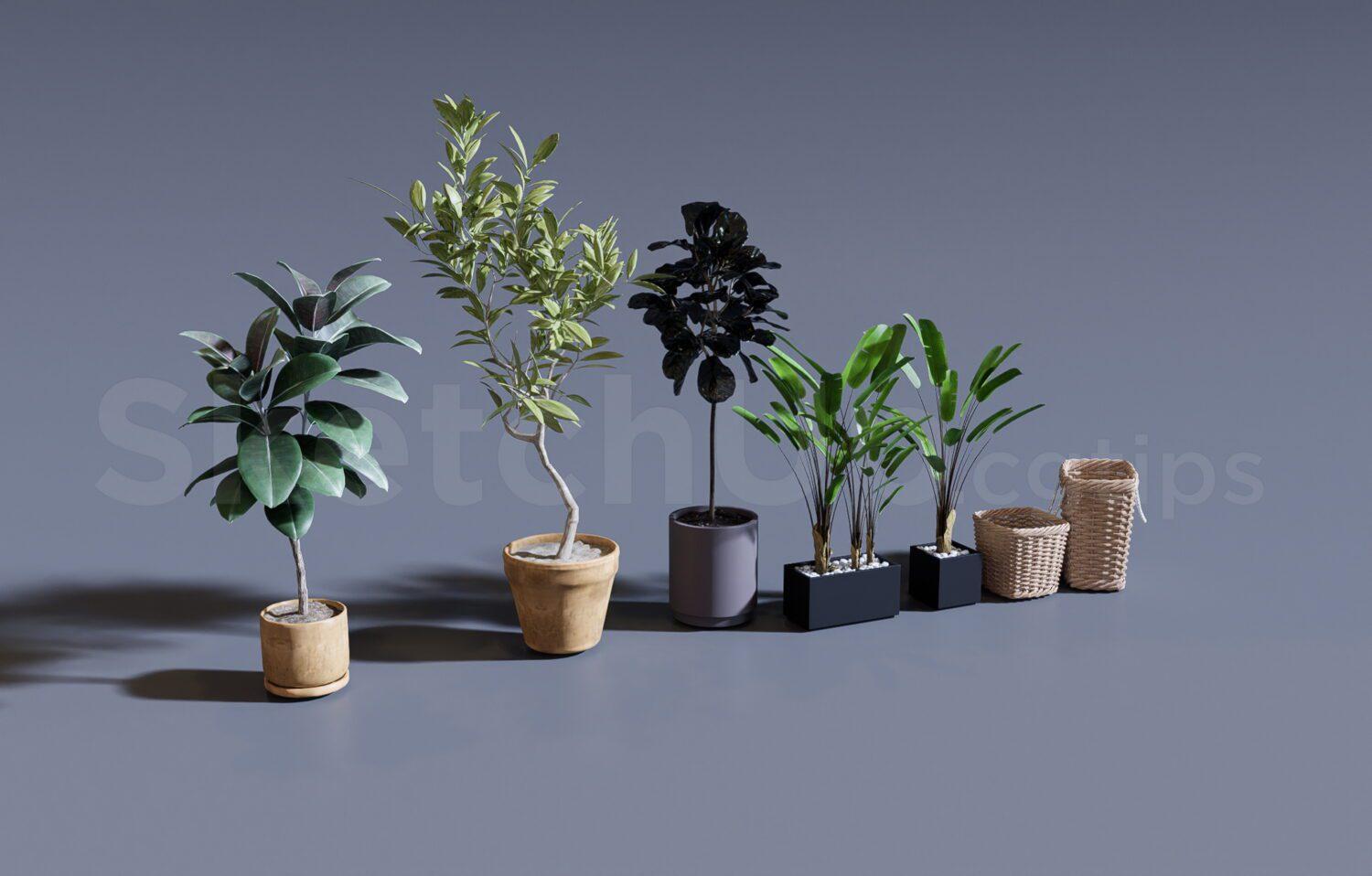 Plant
