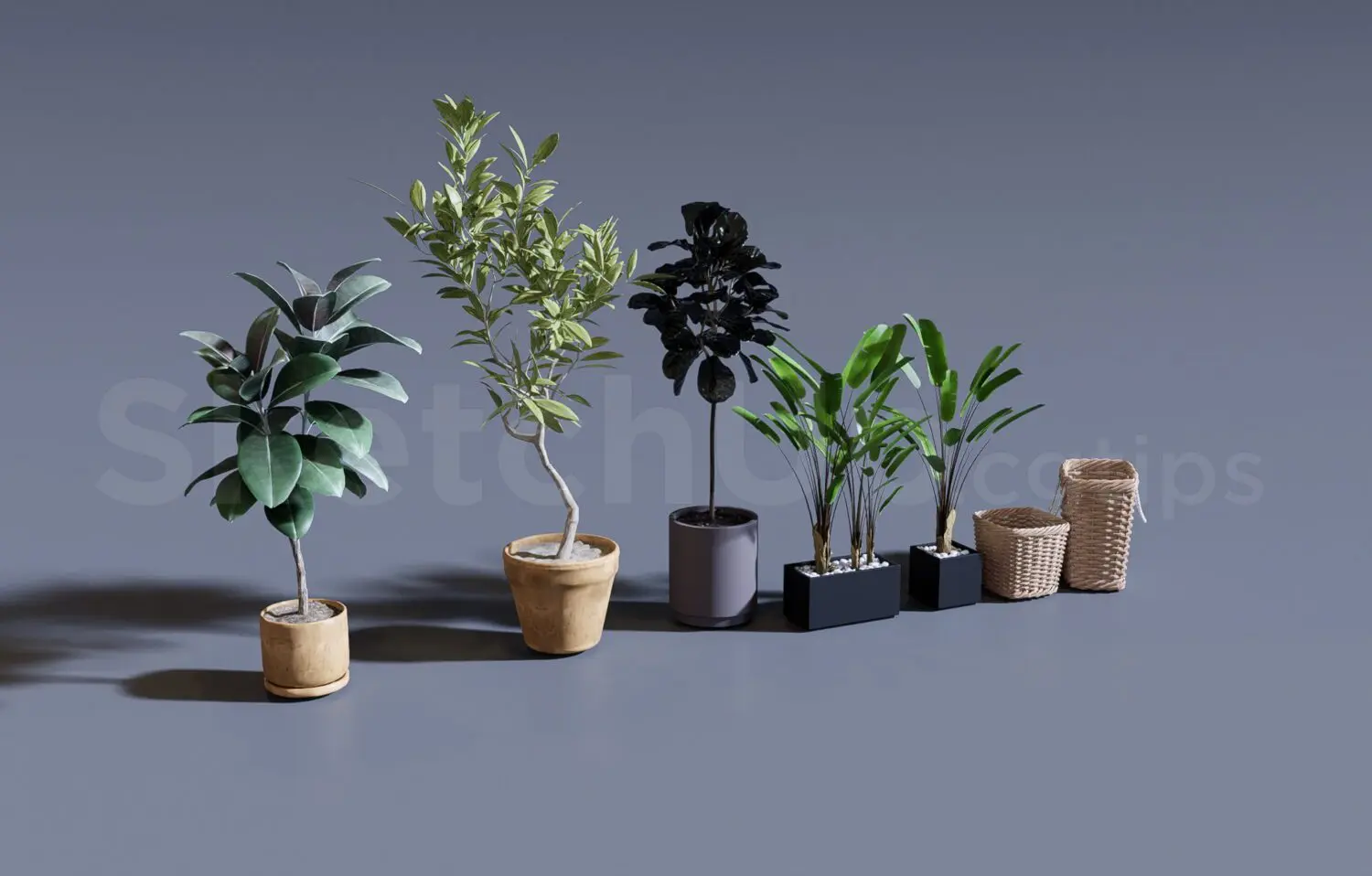 Plant
