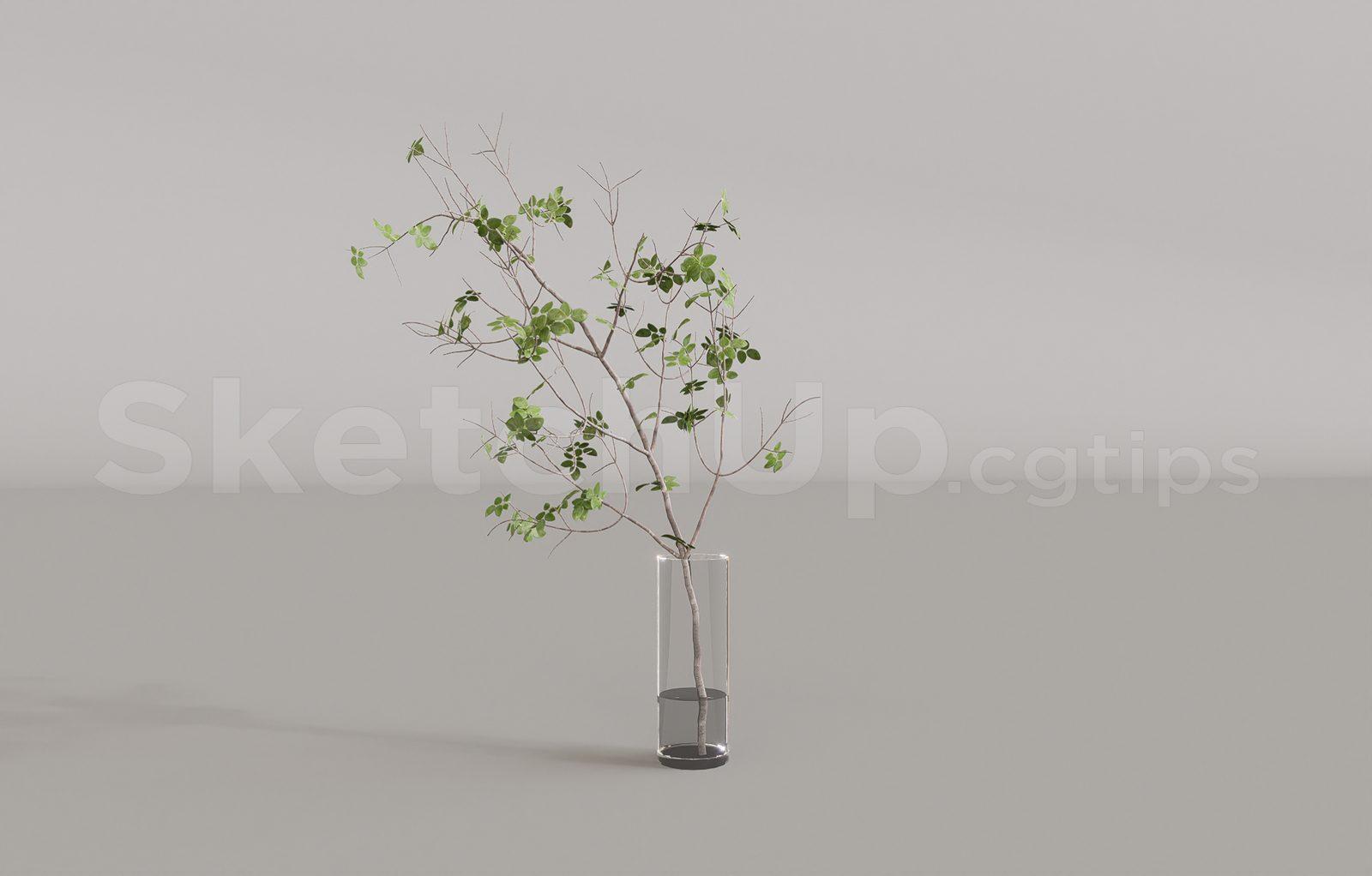 Plant