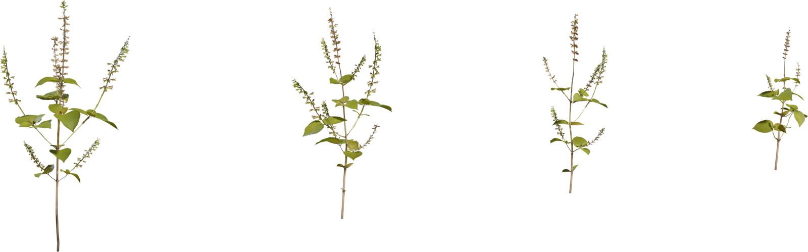 Shrub 3