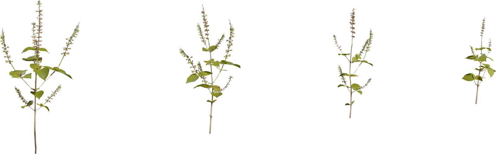 Shrub 3