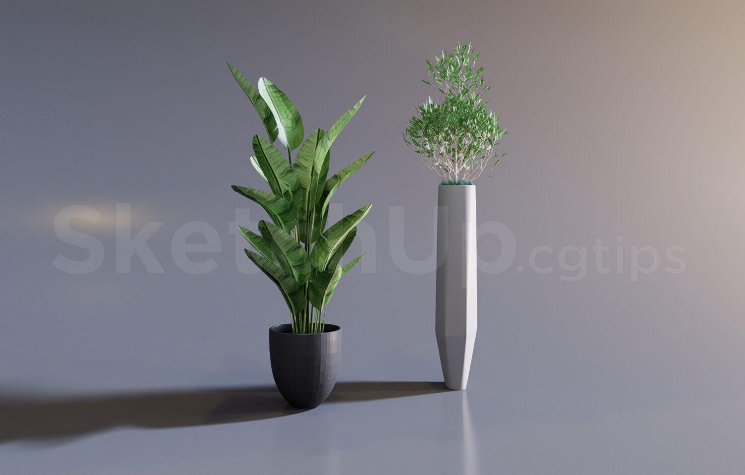 Plant