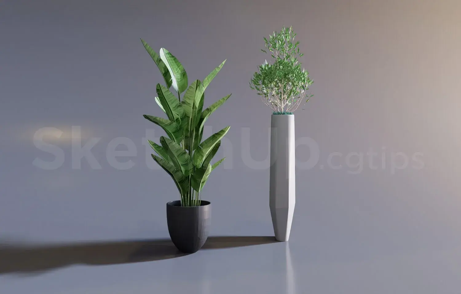 Plant
