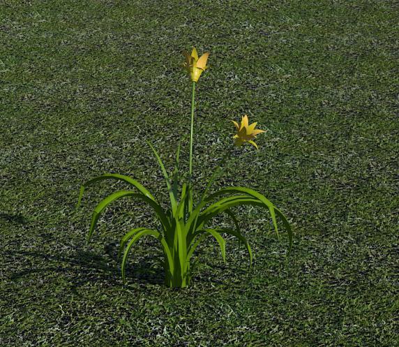 3D Flower - Lilly2