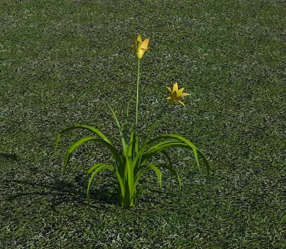 3D Flower - Lilly2