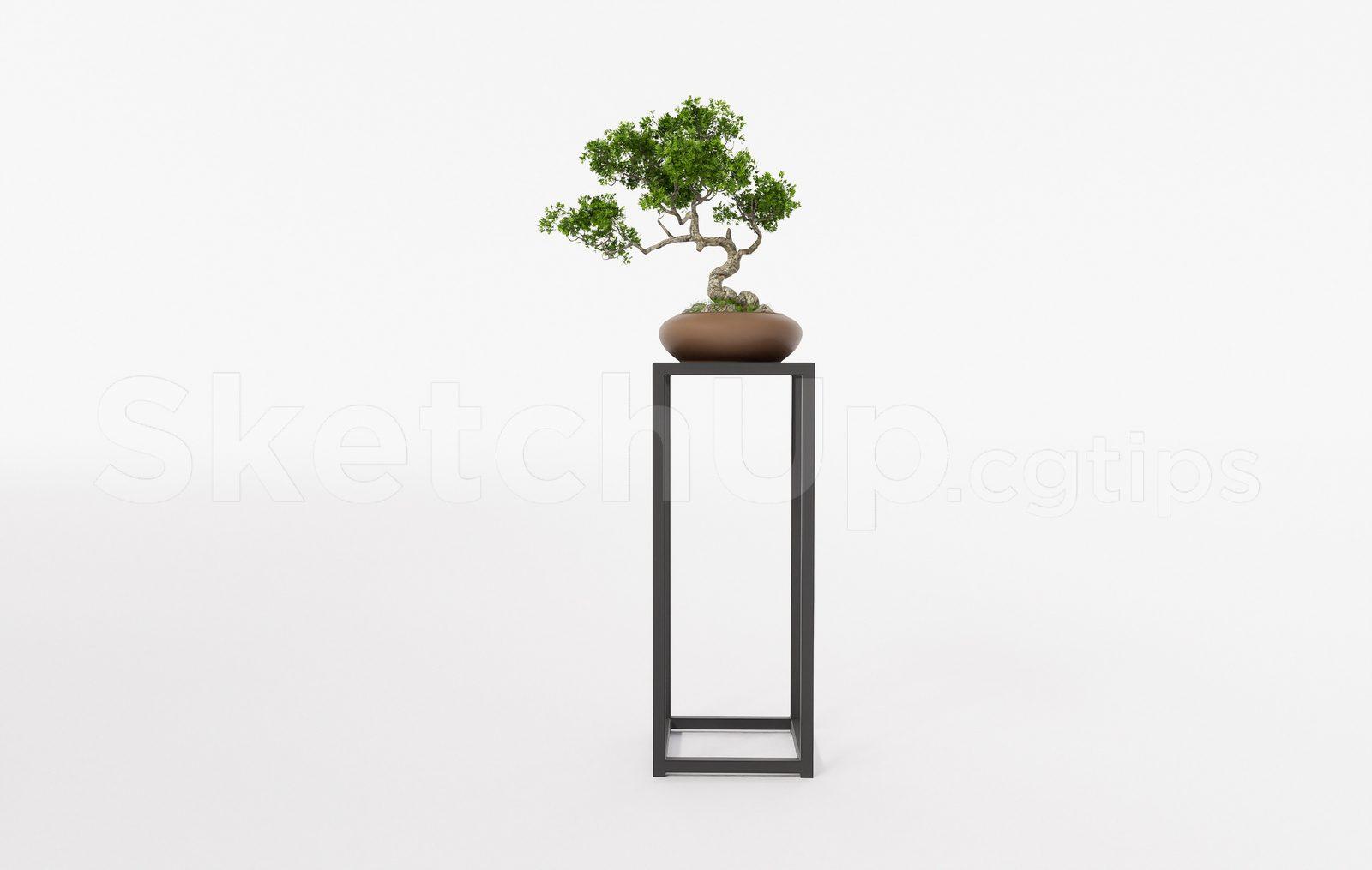 BonSai Tree