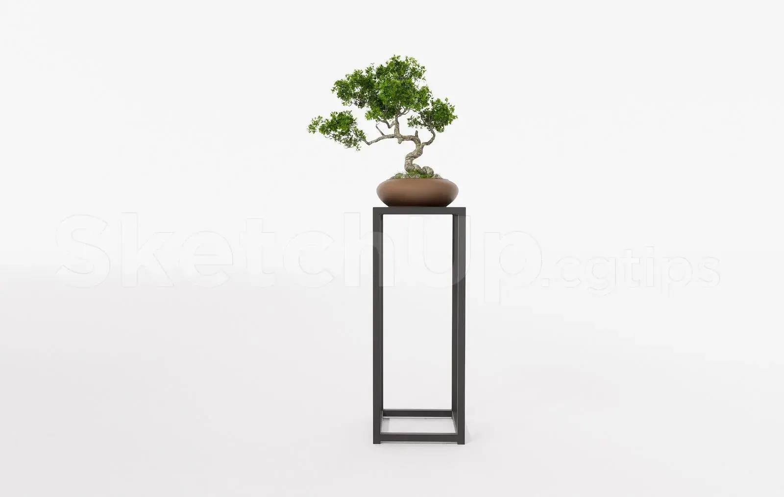 BonSai Tree