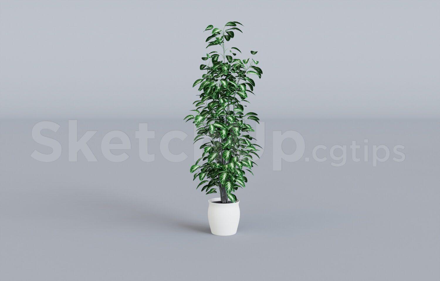 Plant