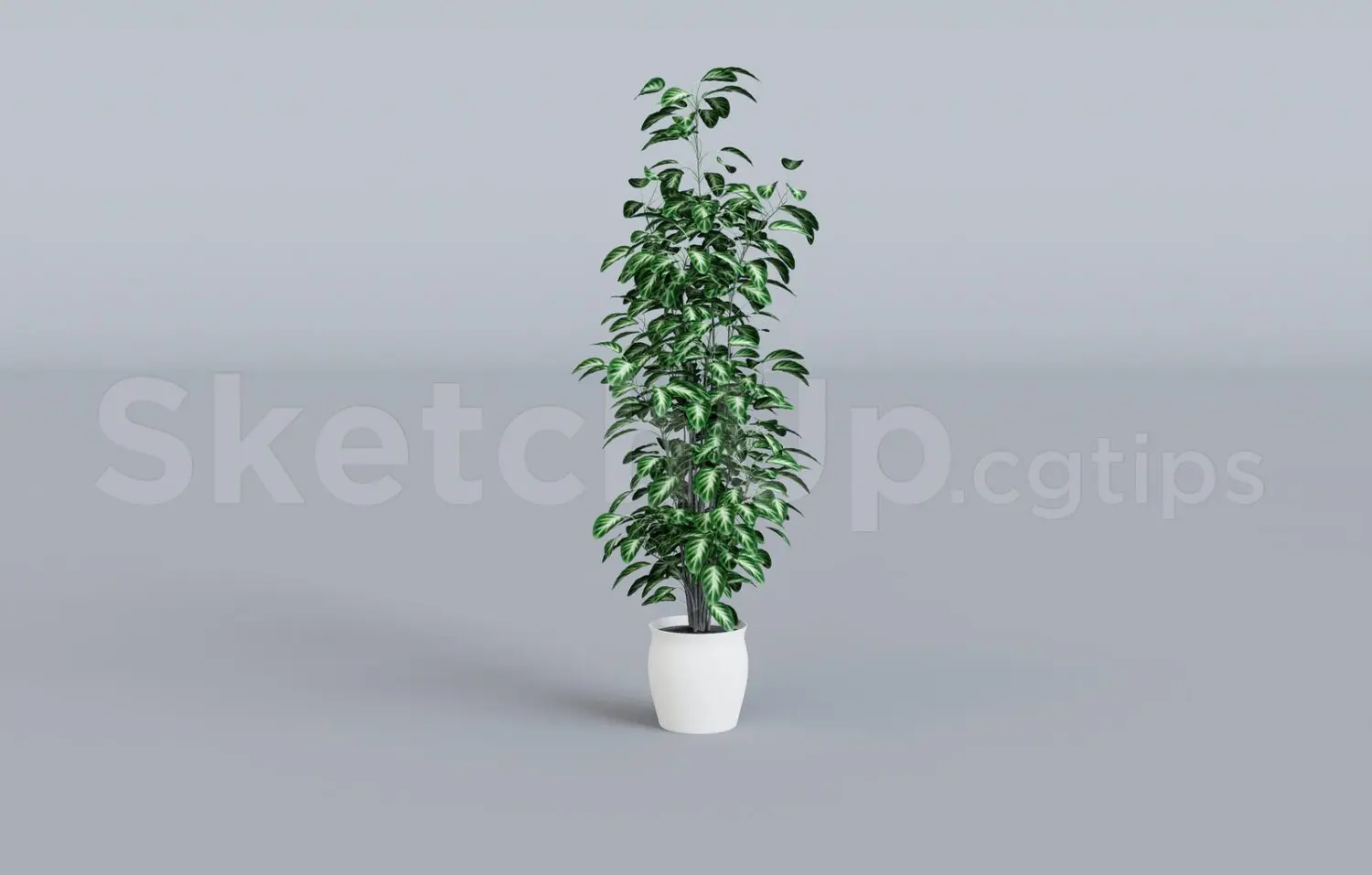 Plant