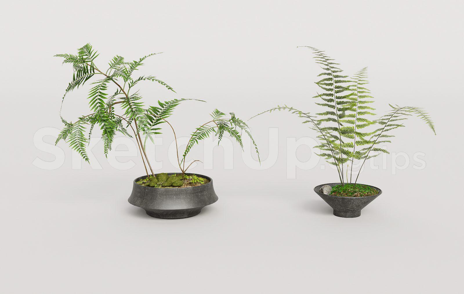 Potted Fern Plants