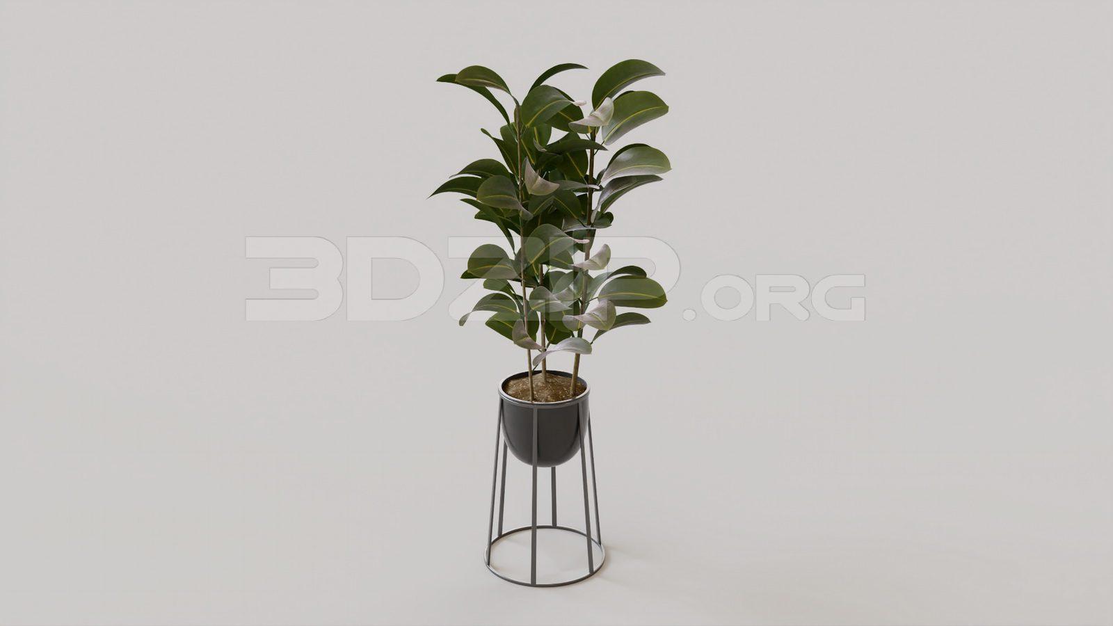 Plant