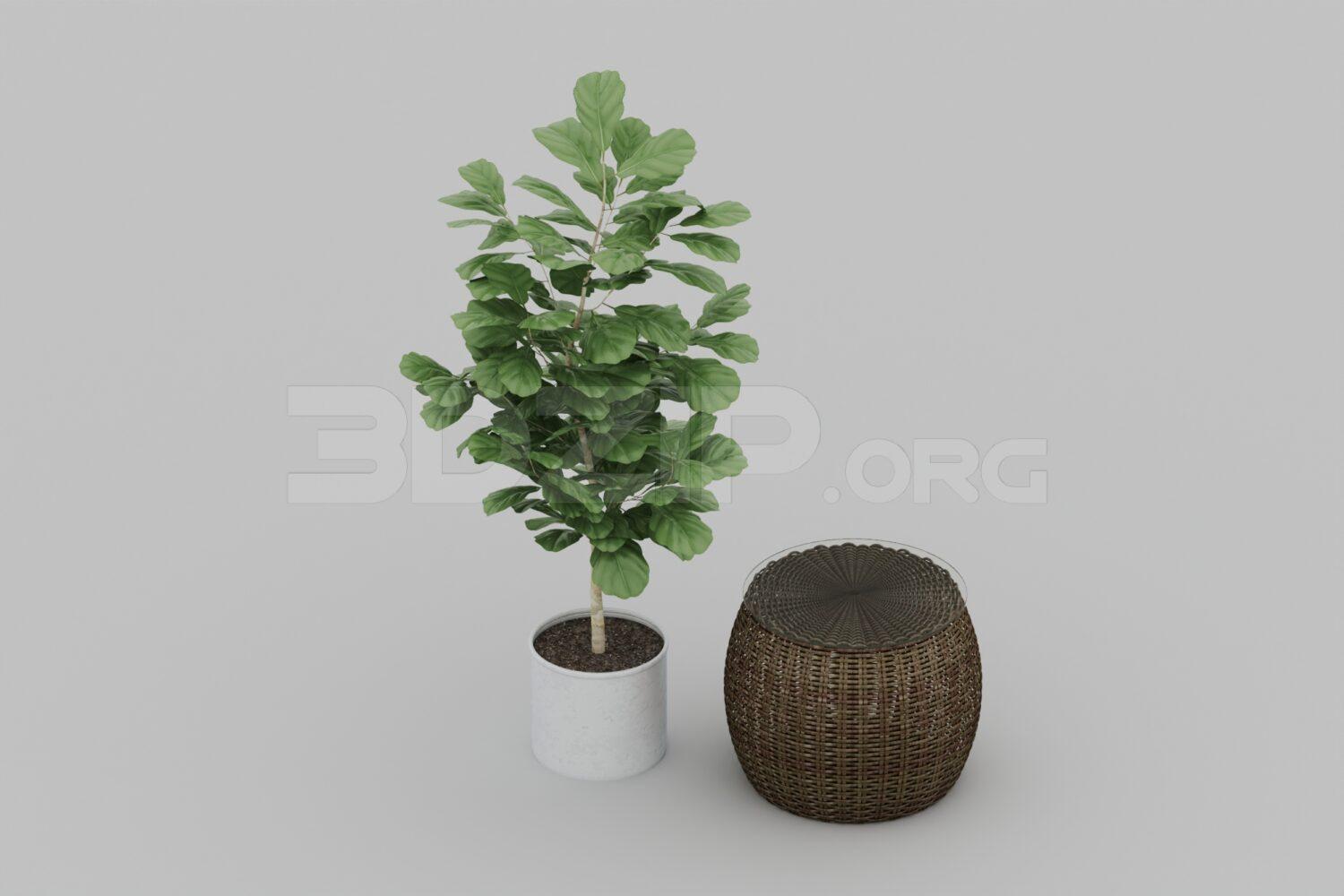 Plant