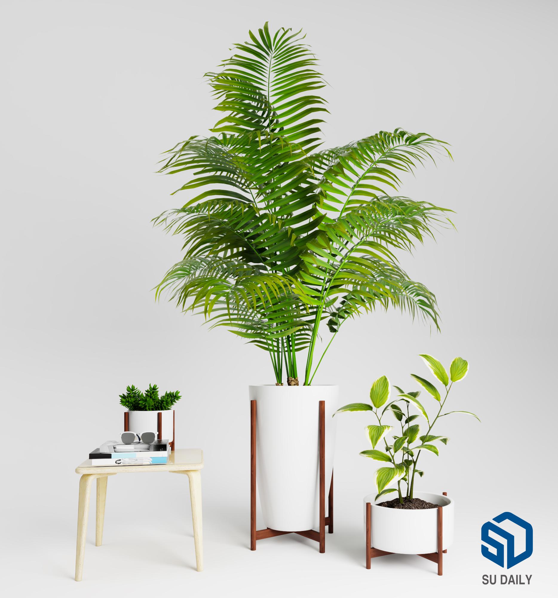 Plant