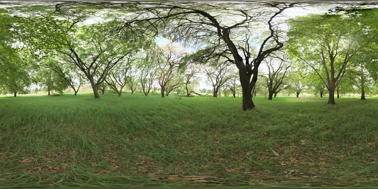 Shady Patch