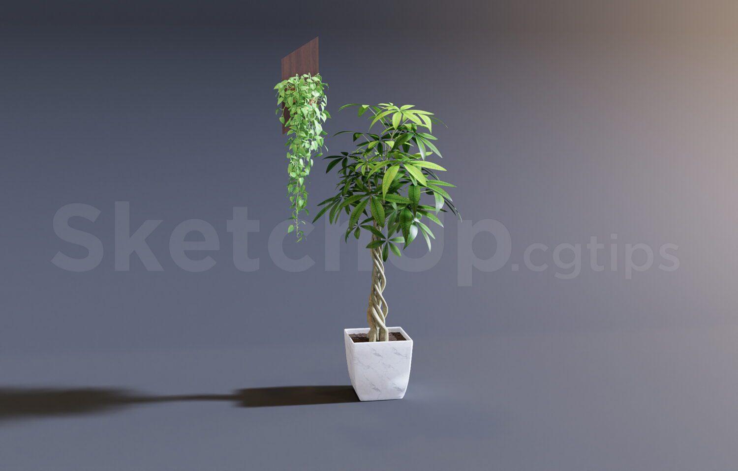 Plant