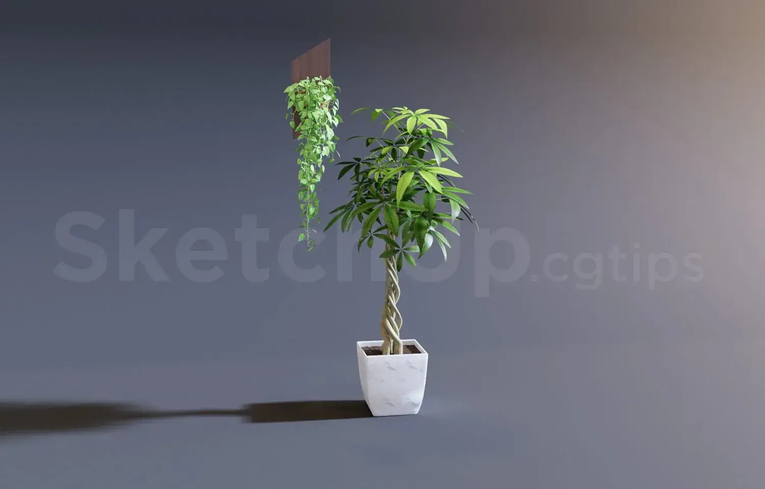 Plant
