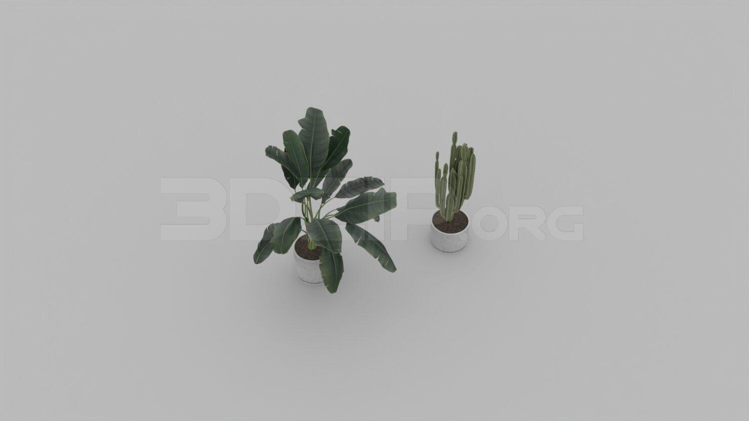 Plant