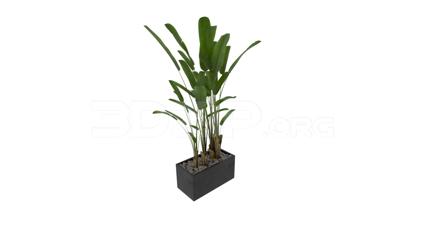 Banana Tree
