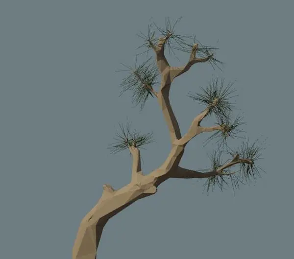 Bonsai pine tree
