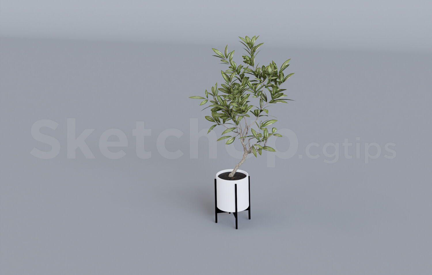 Plant