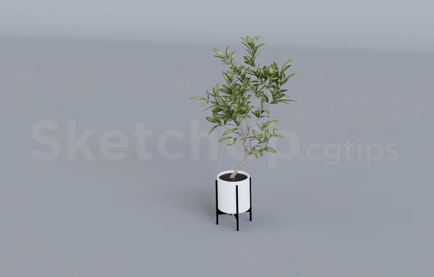 Plant