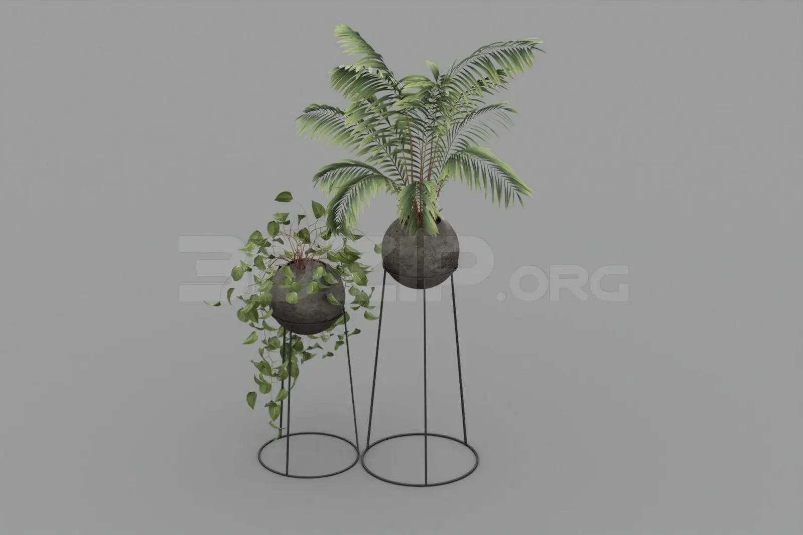 Plant