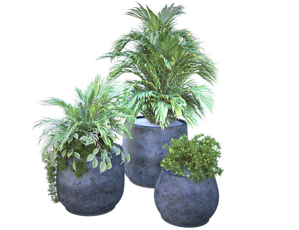 Plant