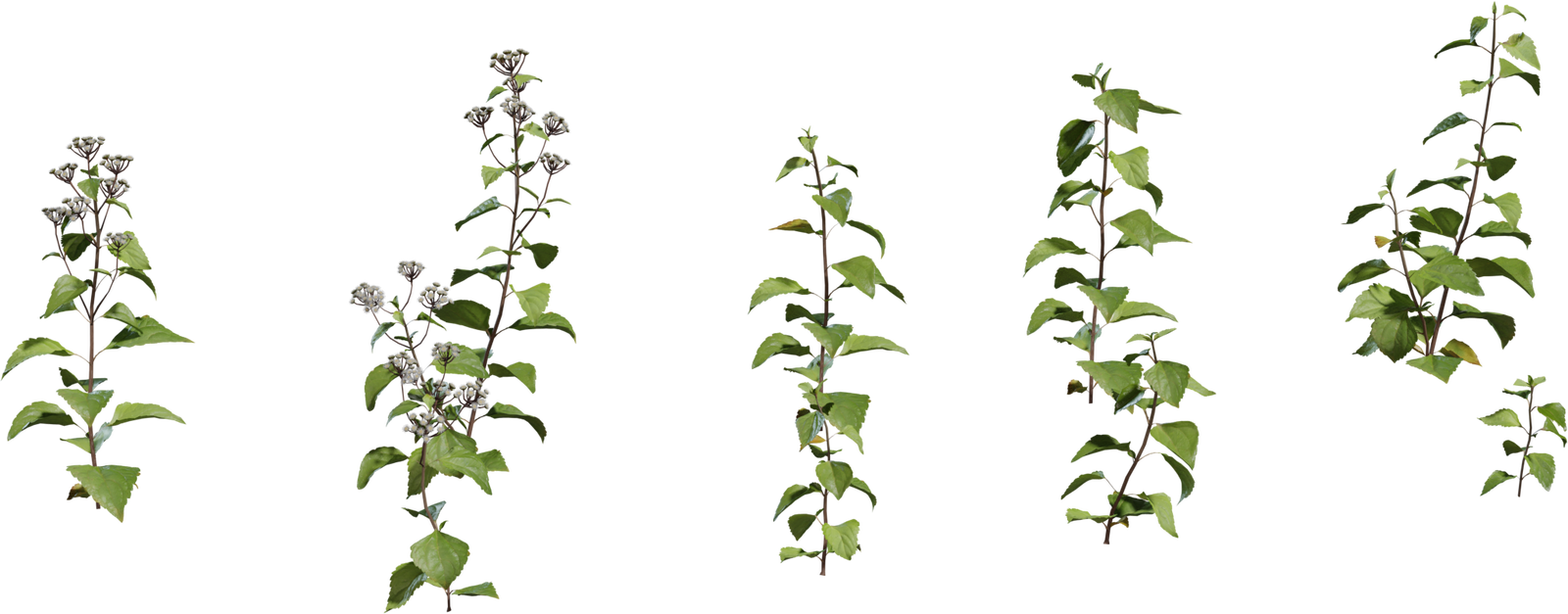 Shrub 1