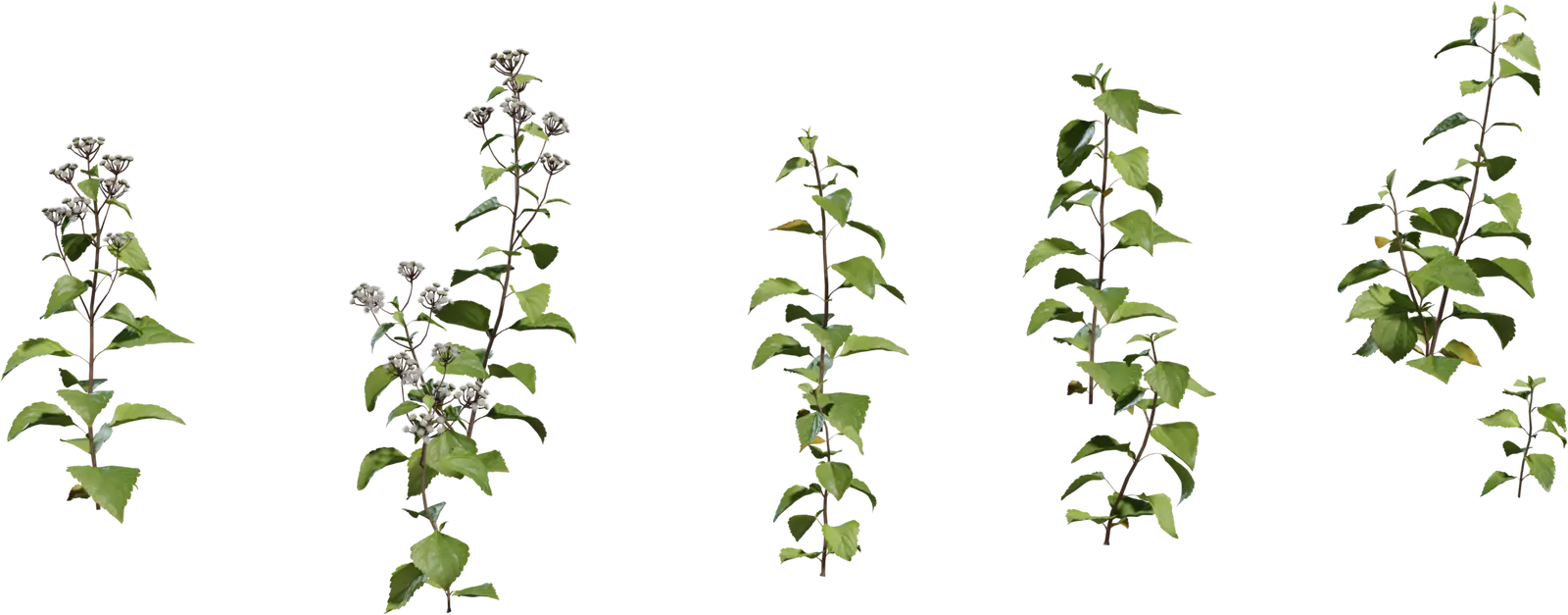 Shrub 1
