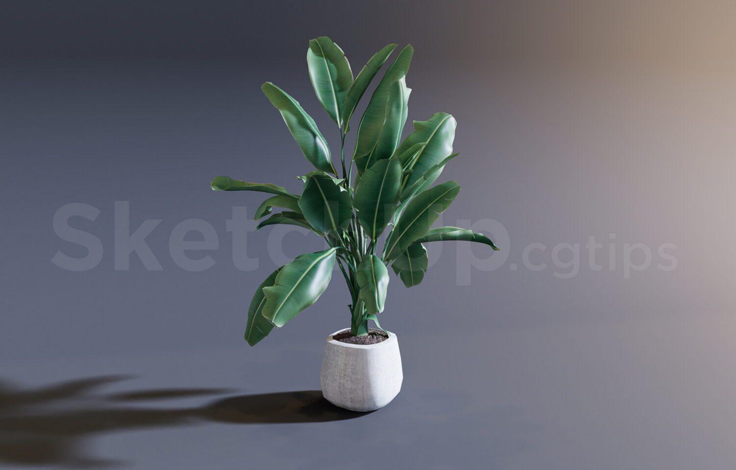 Plant