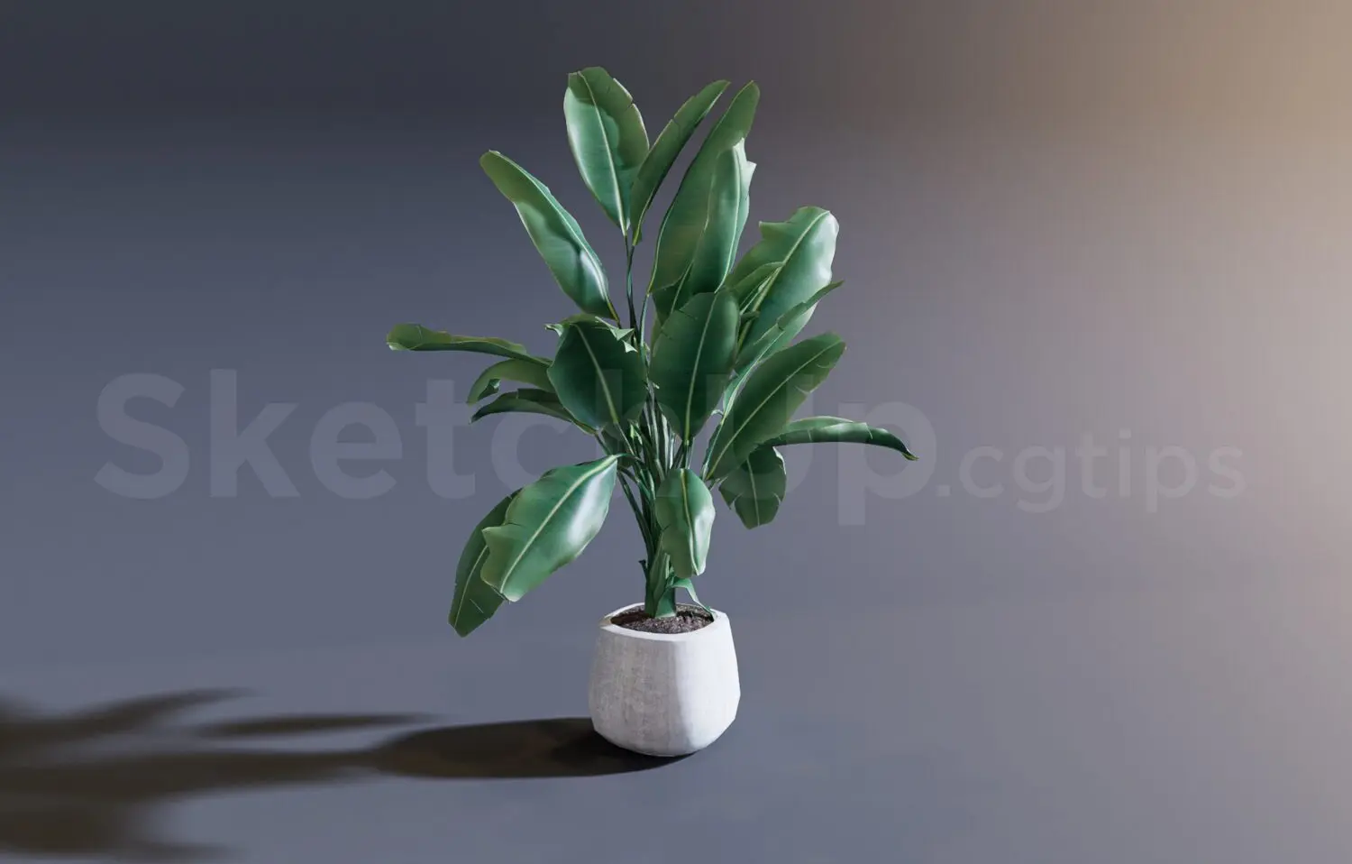 Plant