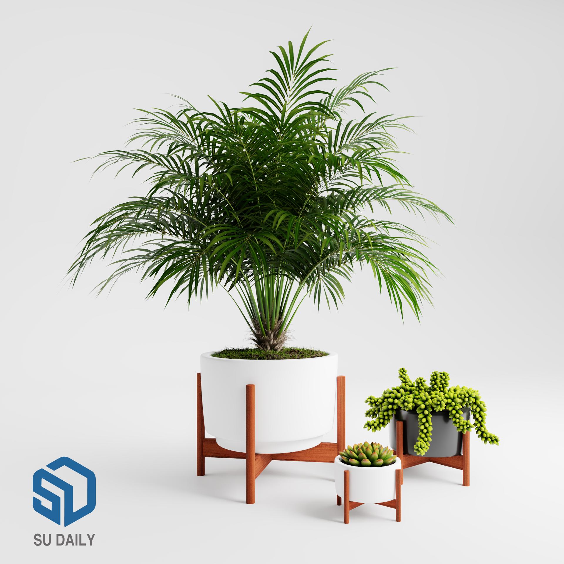 Plant