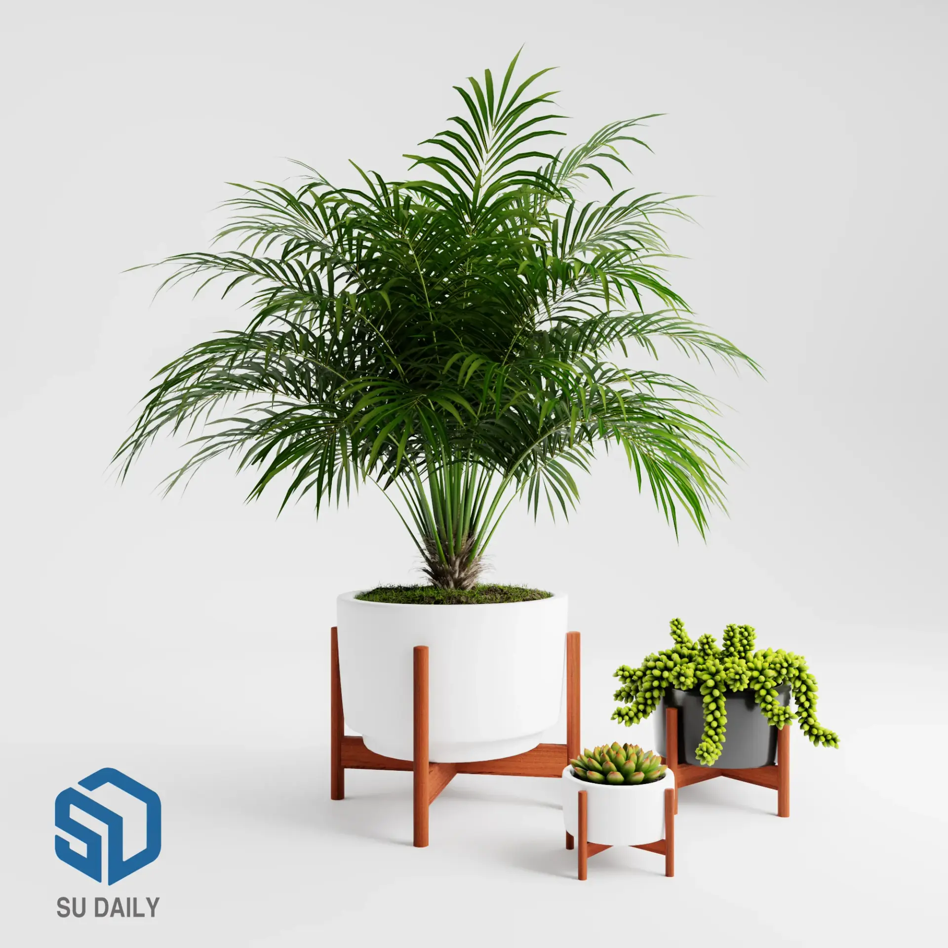 Plant