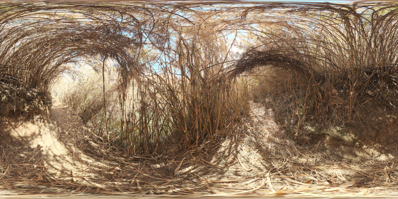 Bamboo Tunnel