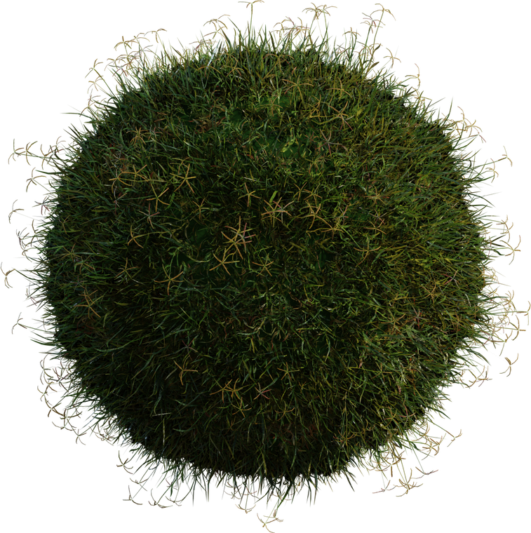 Grass Bermuda 1