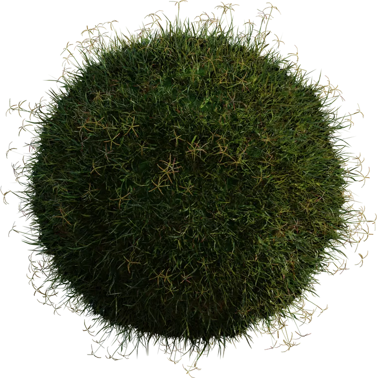 Grass Bermuda 1