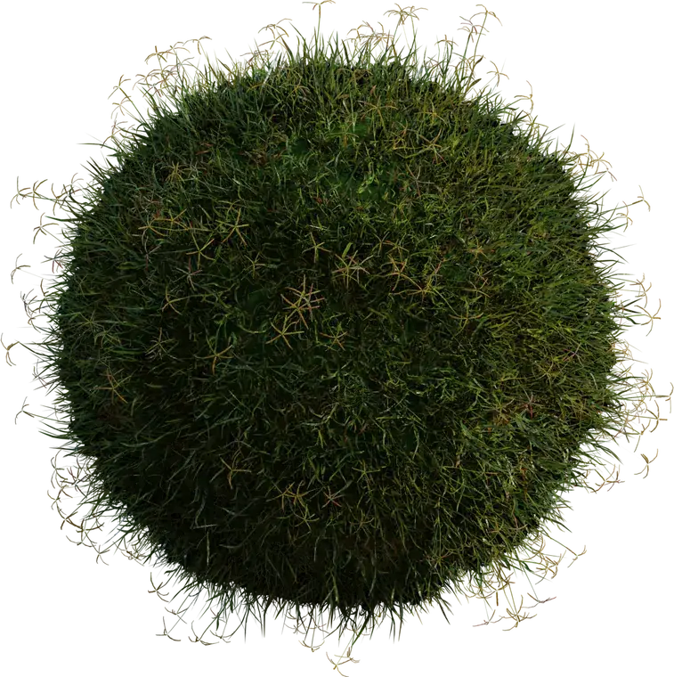 Grass Bermuda 1