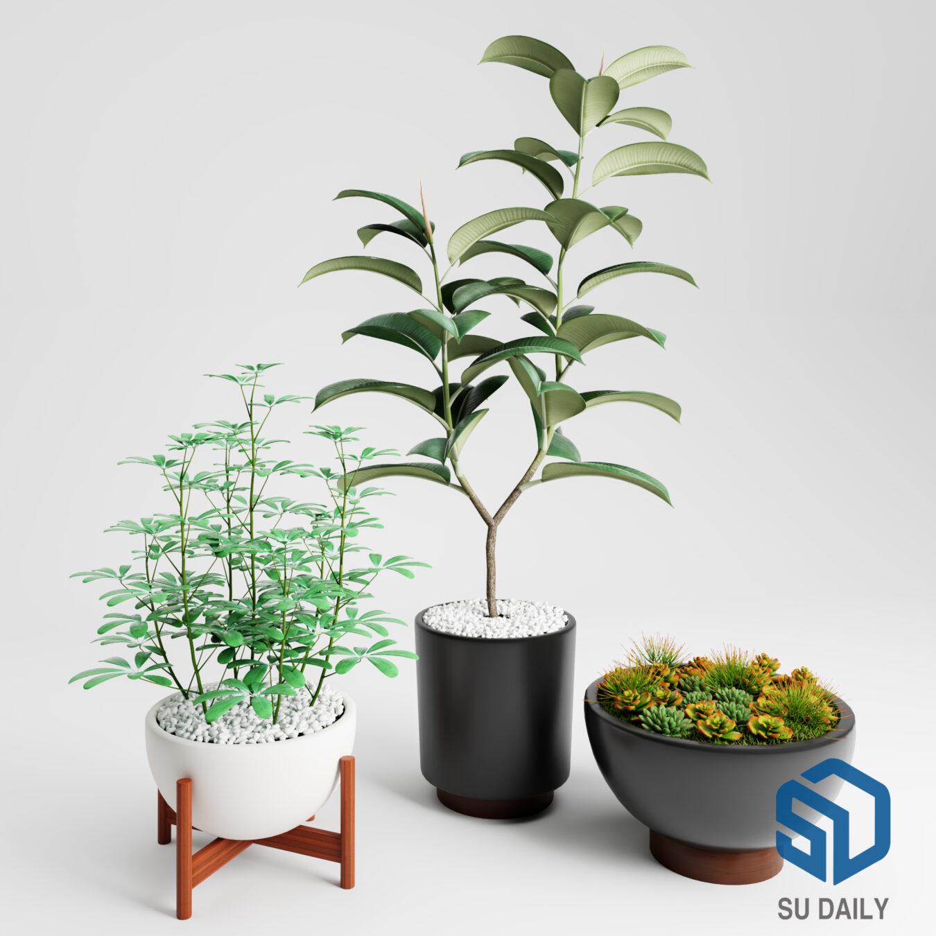 Plant