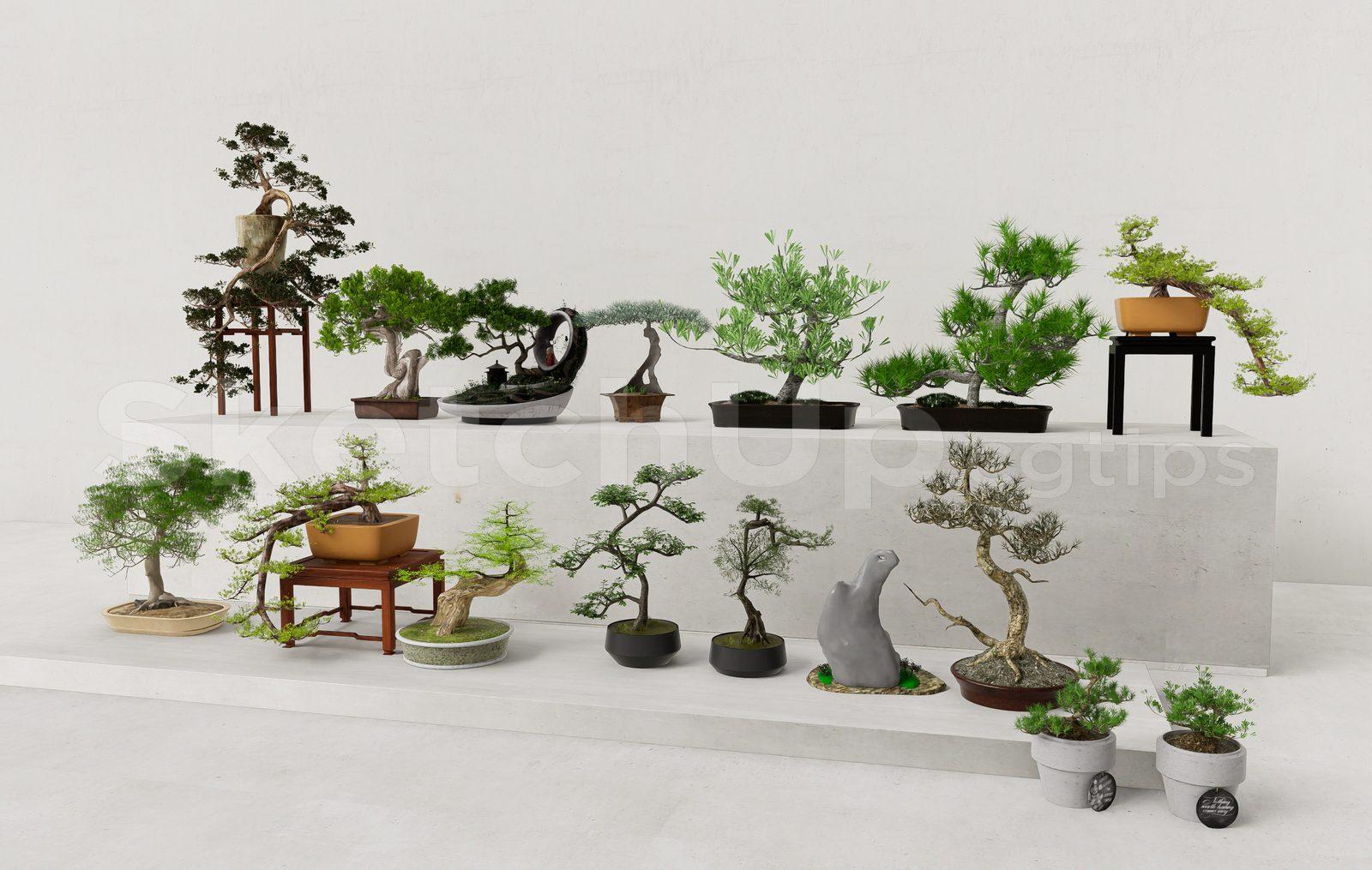 BonSai Tree