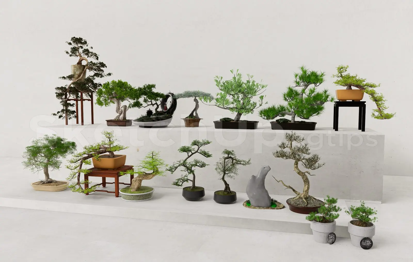 BonSai Tree