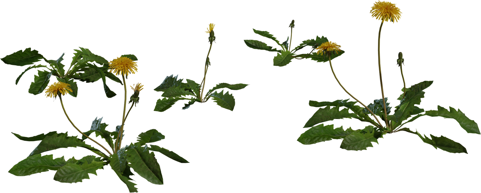 Dandelion 1