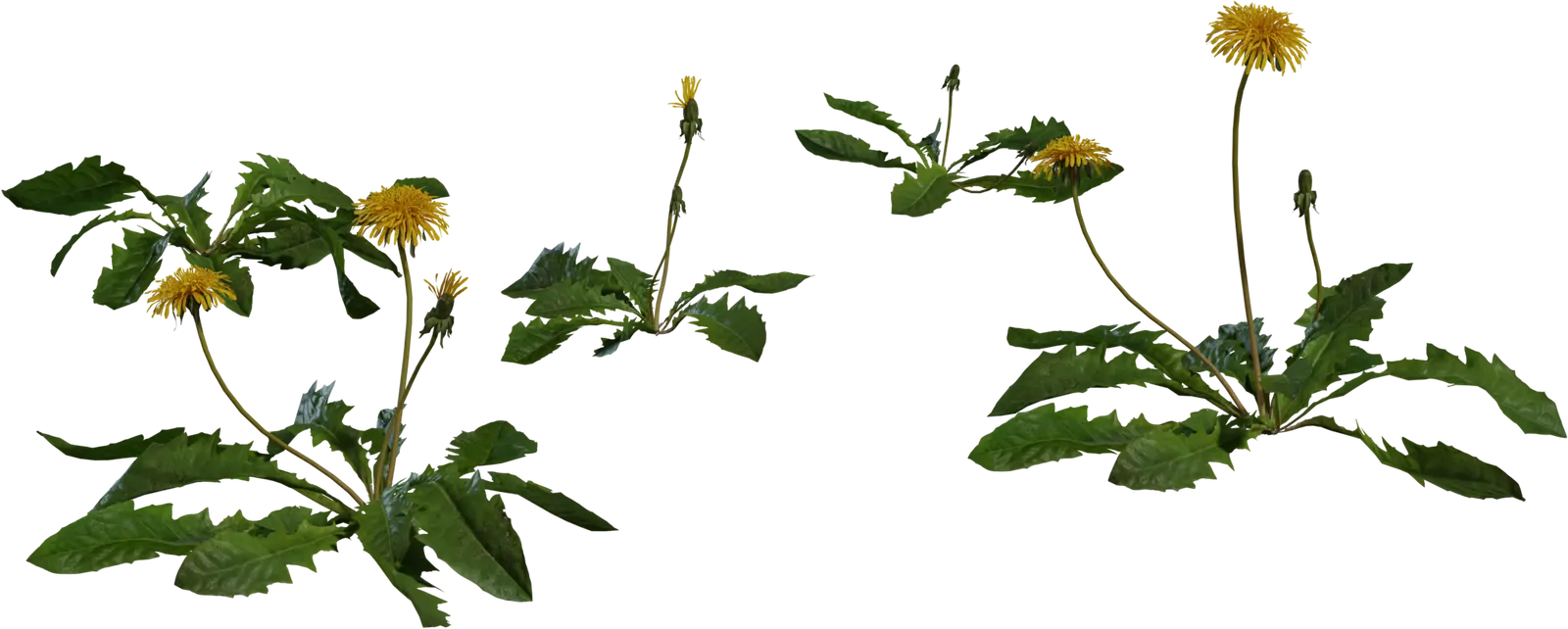Dandelion 1