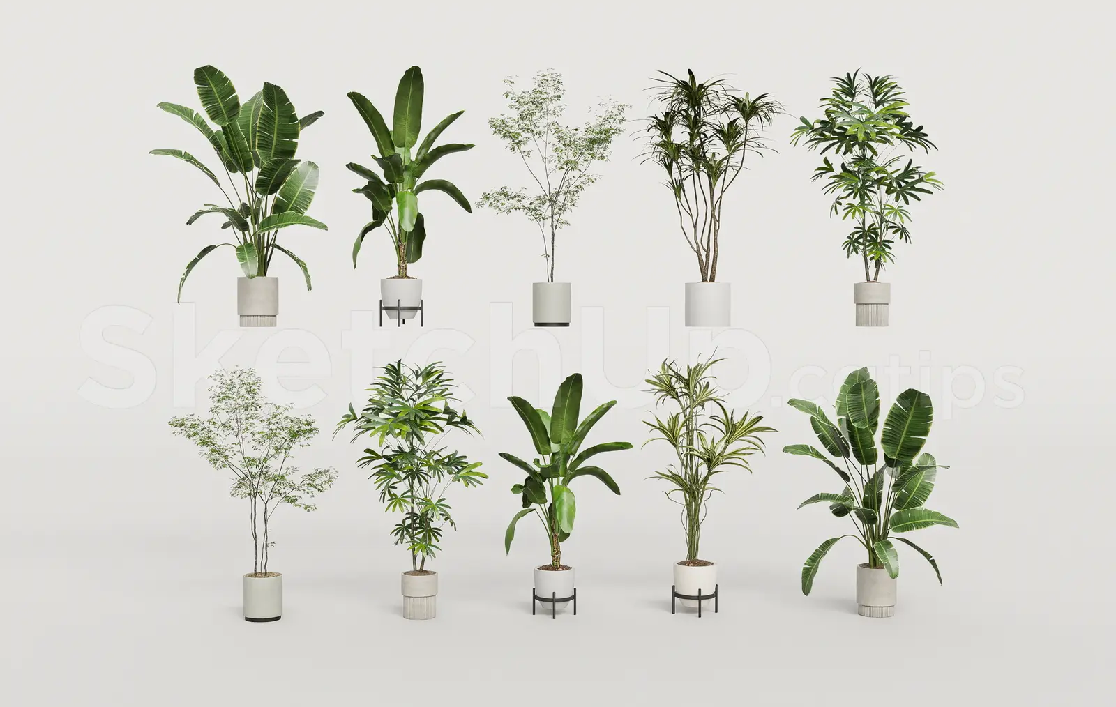Potted Banana Palms and Indoor Trees Collection