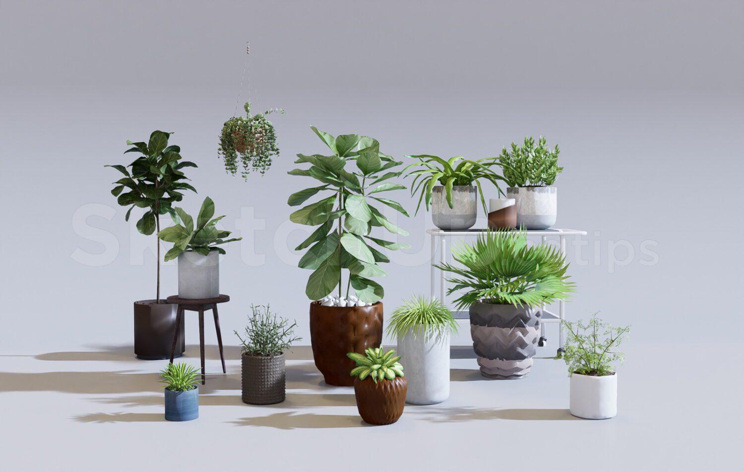 Plants