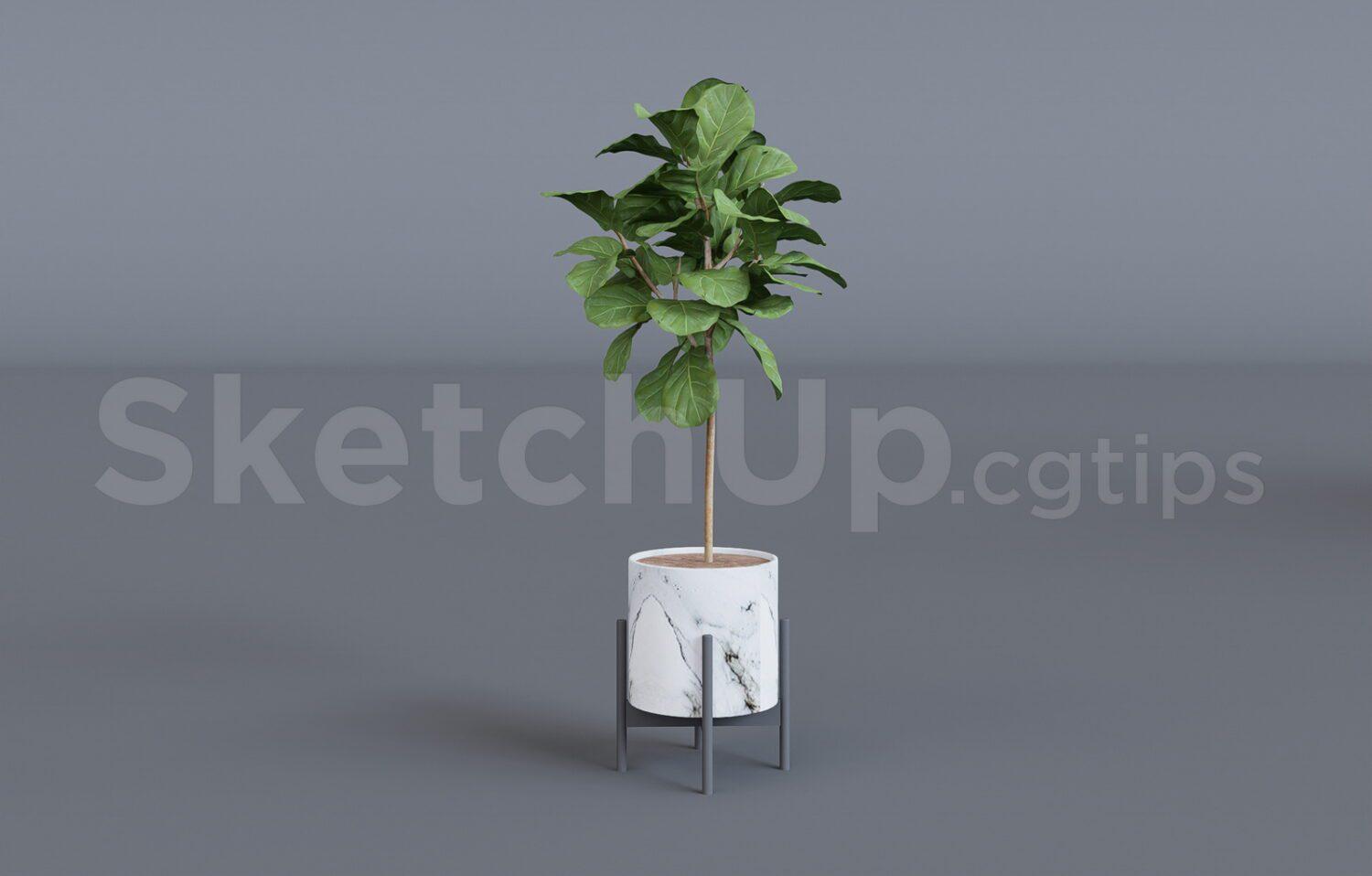 Plant