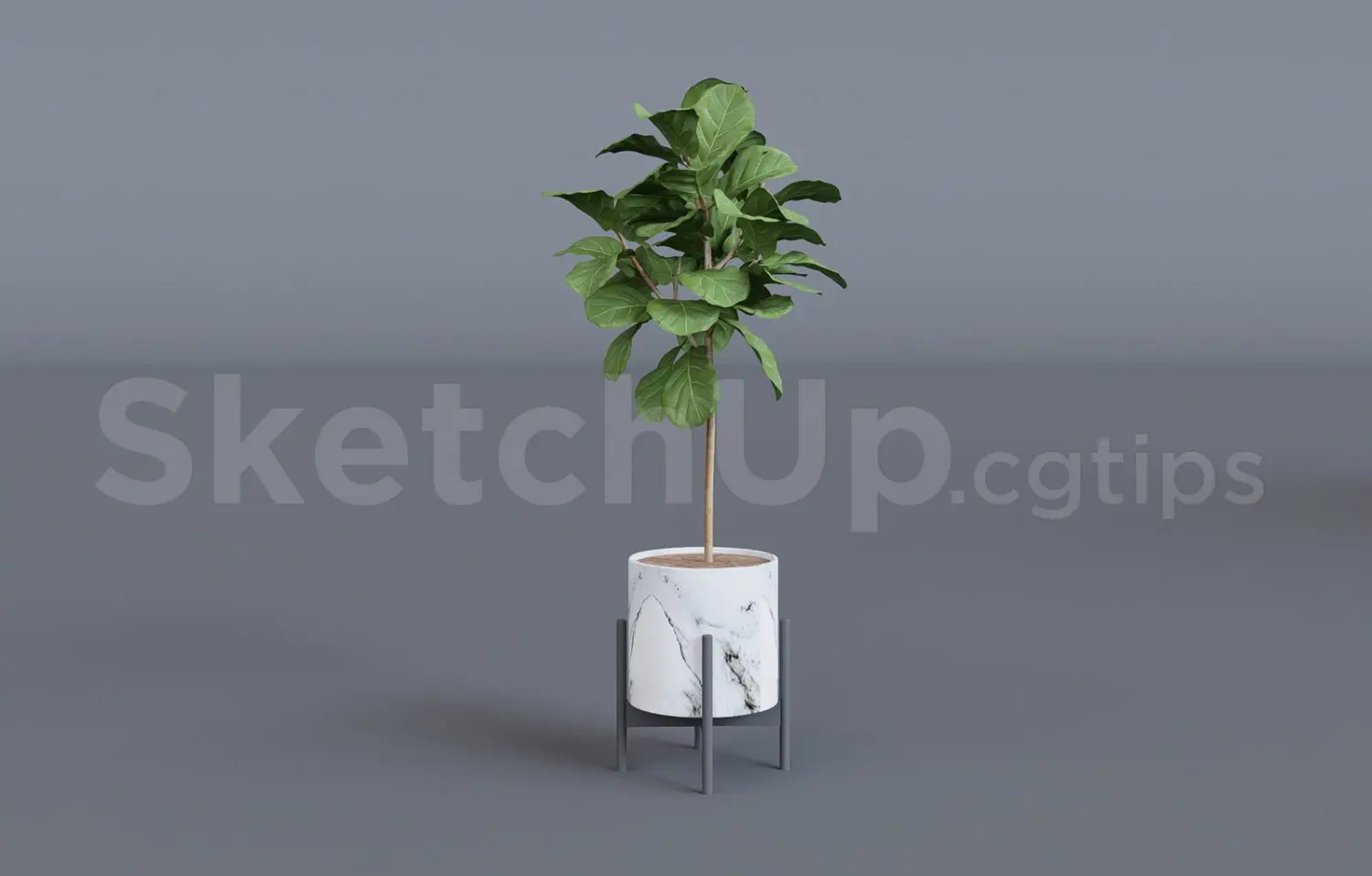 Plant