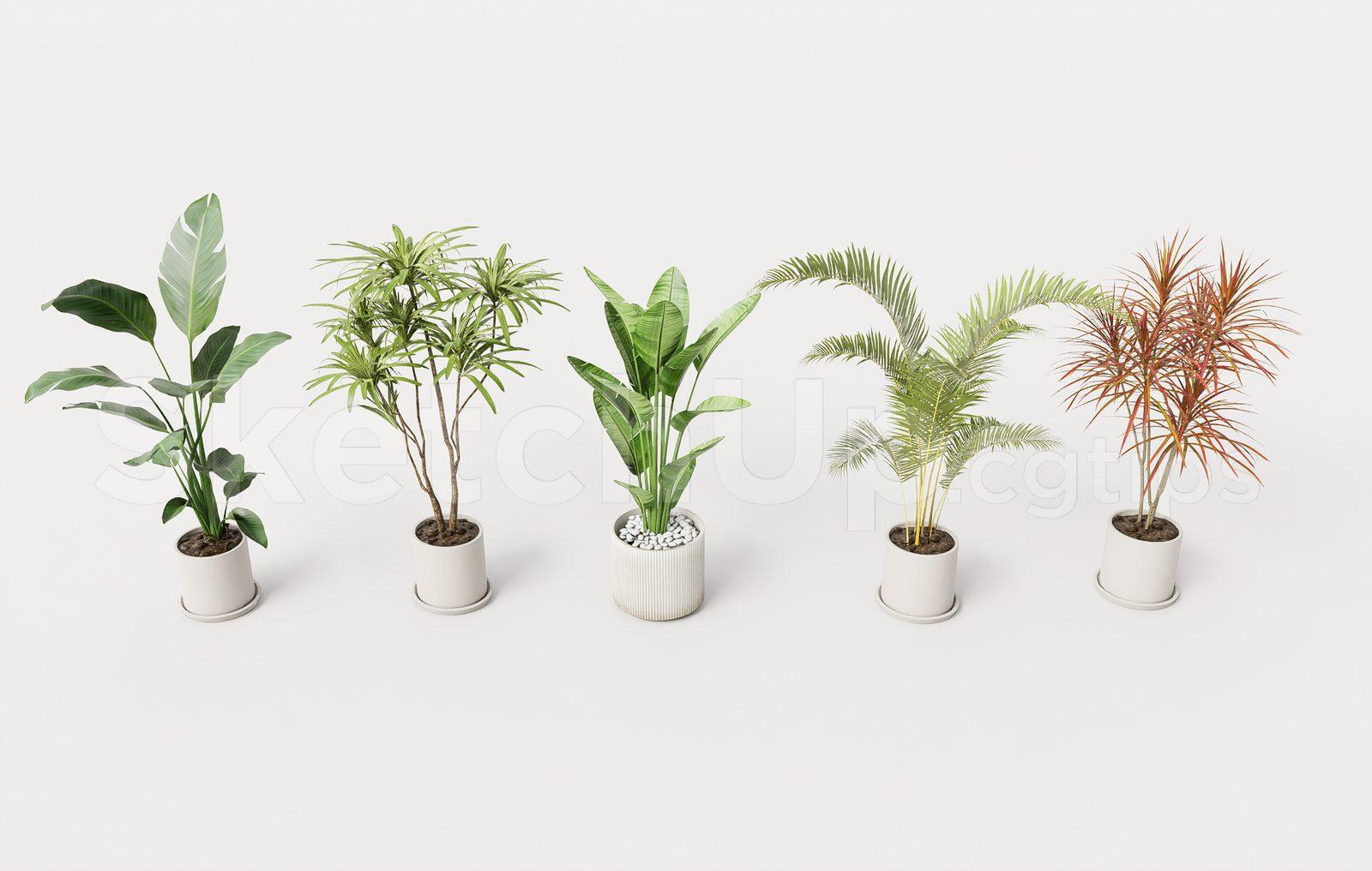 Plant