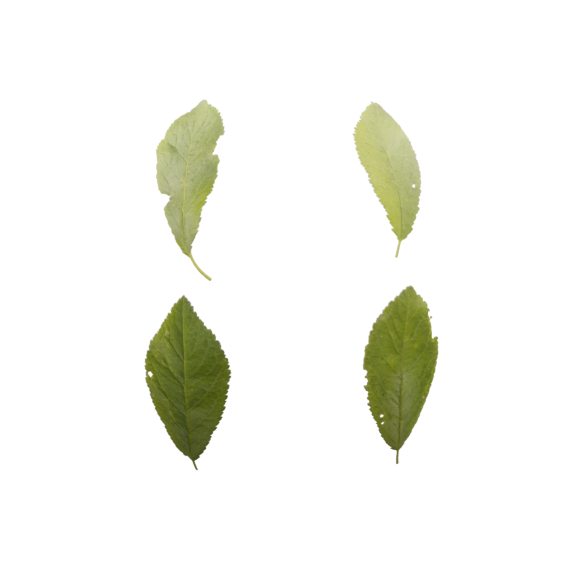 Leaf Set 003