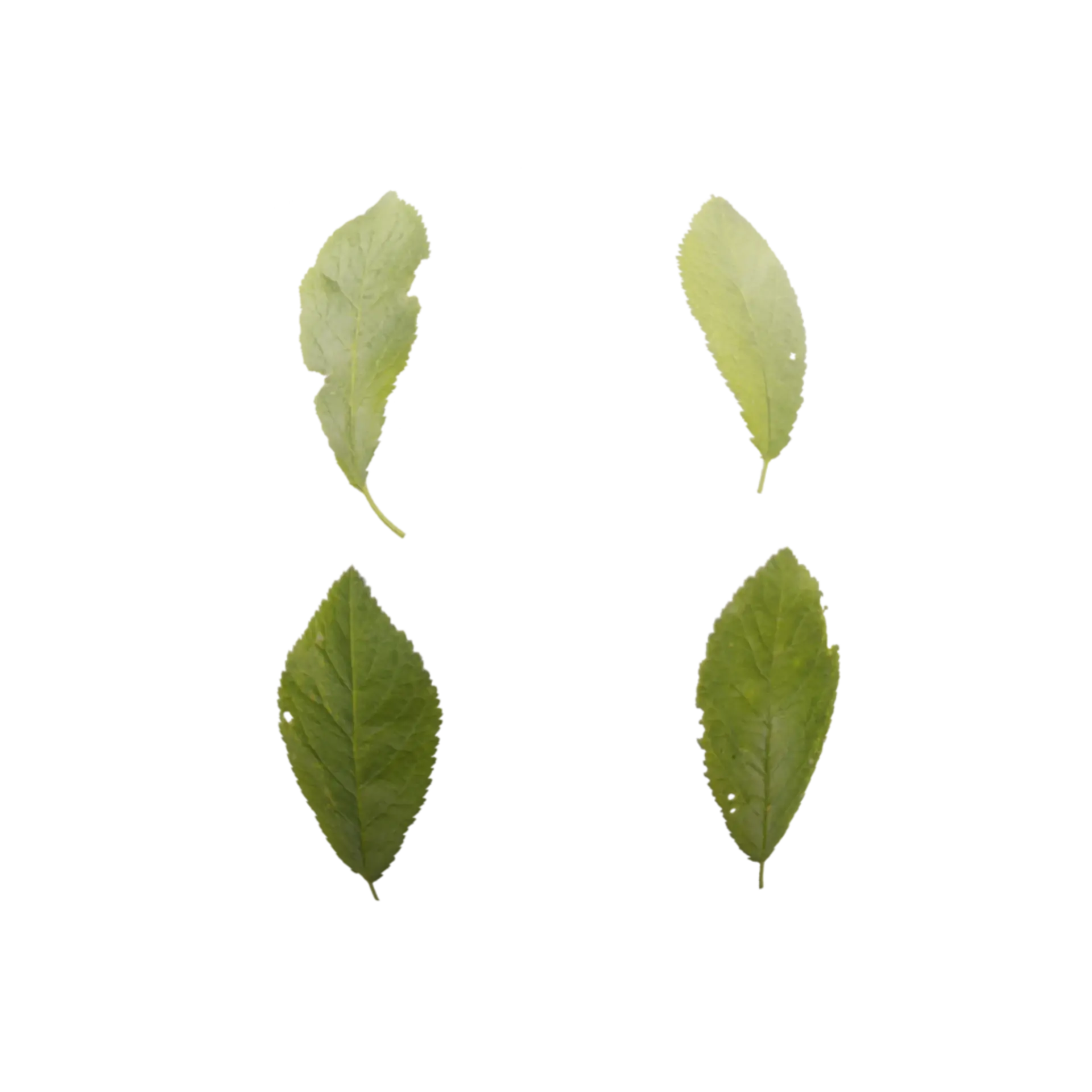 Leaf Set 003