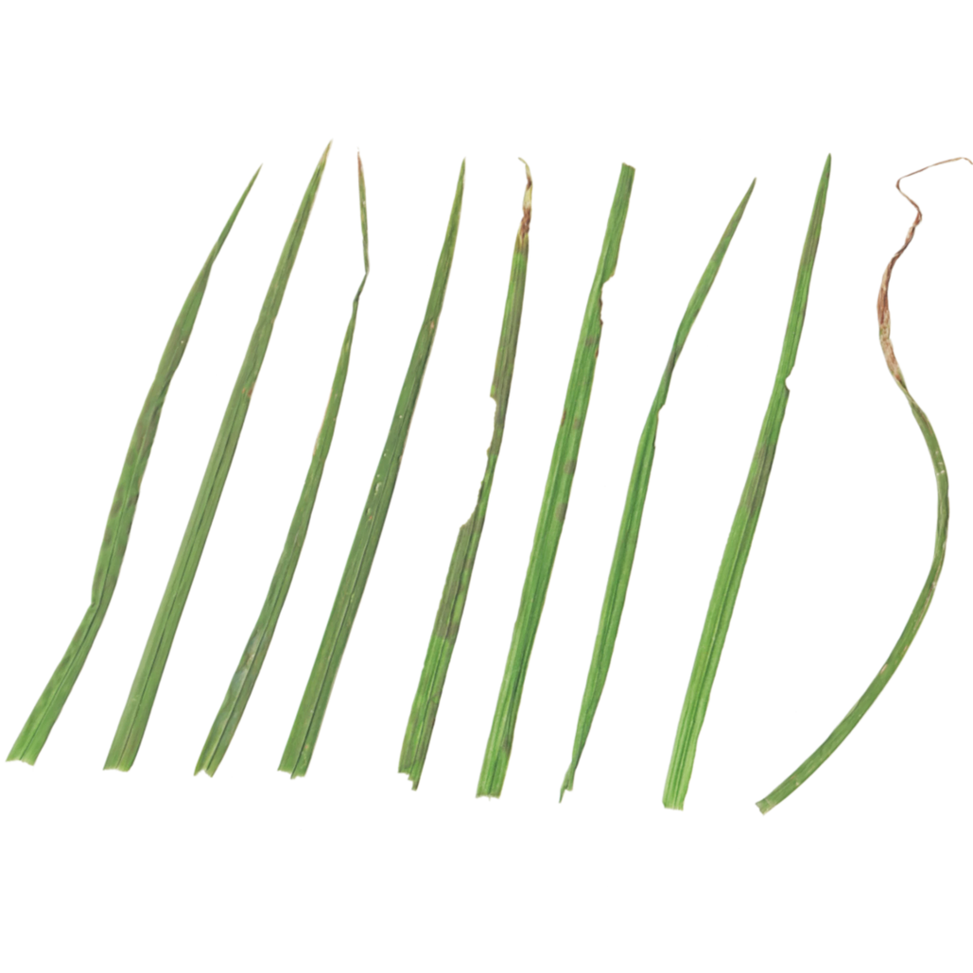 Foliage 001